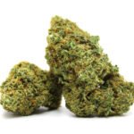 chocolope cbd