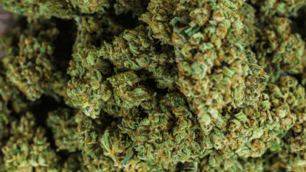 CBD Kilogramme